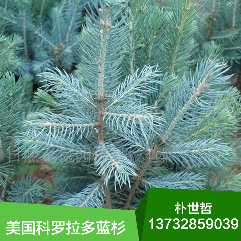 東北美國科羅拉多藍(lán)杉綠化苗木圖片/東北美國科羅拉多藍(lán)杉綠化苗木樣板圖 (4)
