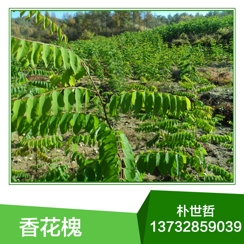 香花槐圖片/香花槐樣板圖 (4)