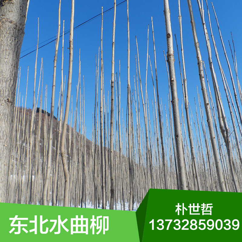 水曲柳圖片/水曲柳樣板圖 (1)