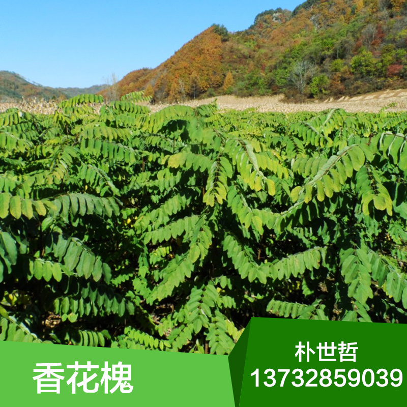 香花槐圖片/香花槐樣板圖 (2)