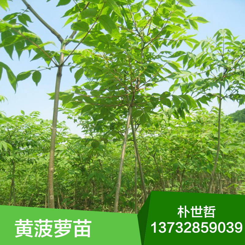 黃菠蘿圖片/黃菠蘿樣板圖 (4)