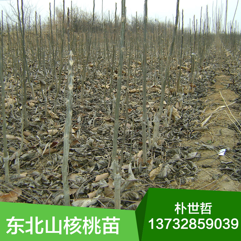 核桃苗圖片/核桃苗樣板圖 (2)