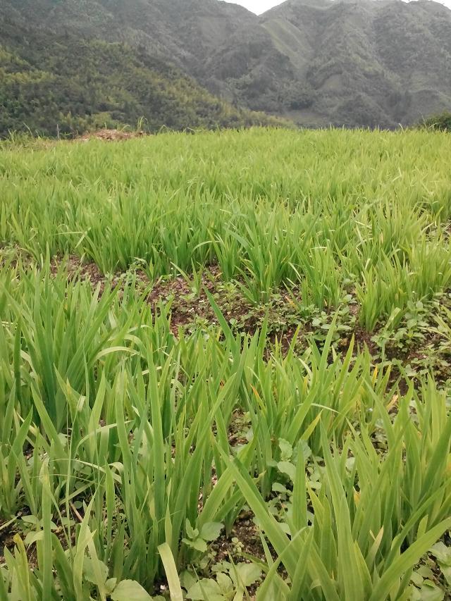 中藥材種植圖片/中藥材種植樣板圖 (1)