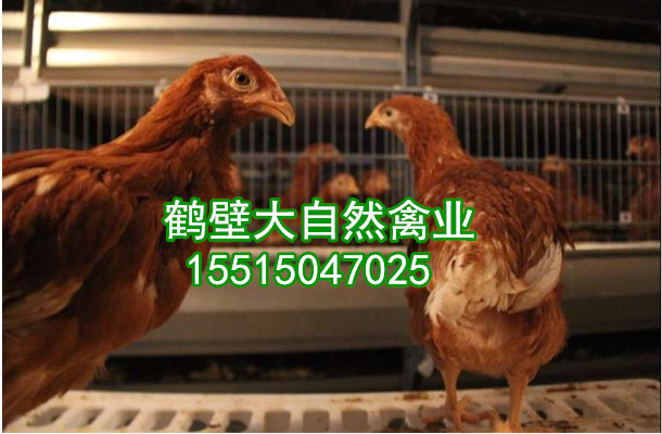 優(yōu)質(zhì)青年雞圖片/優(yōu)質(zhì)青年雞樣板圖 (1)