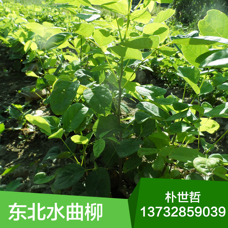東北水曲柳圖片/東北水曲柳樣板圖 (2)