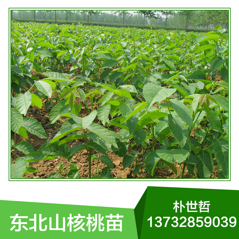 供應(yīng)東北山核桃苗木