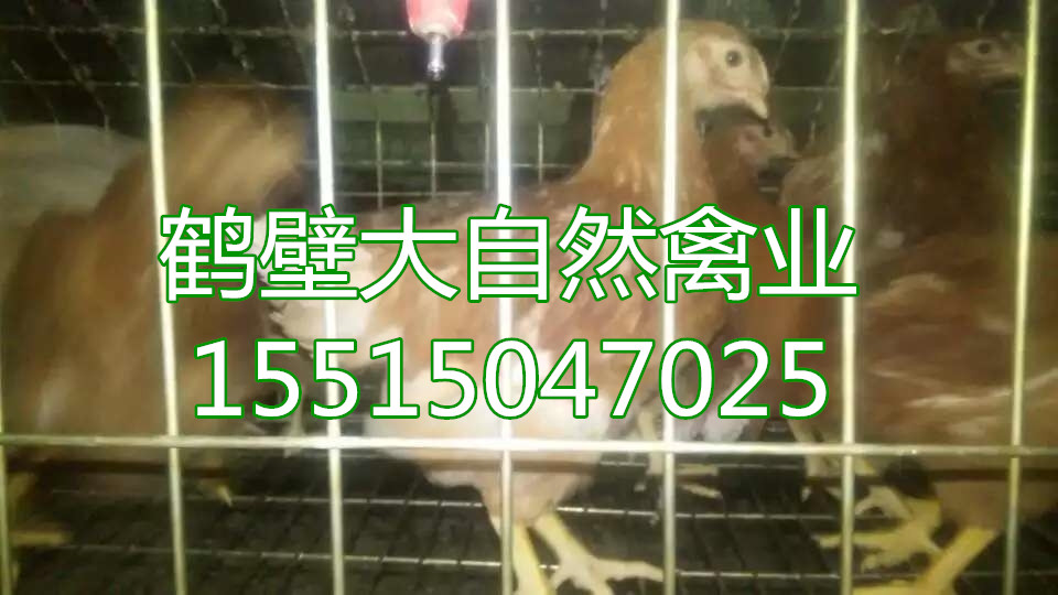 優(yōu)質(zhì)青年雞圖片/優(yōu)質(zhì)青年雞樣板圖 (4)