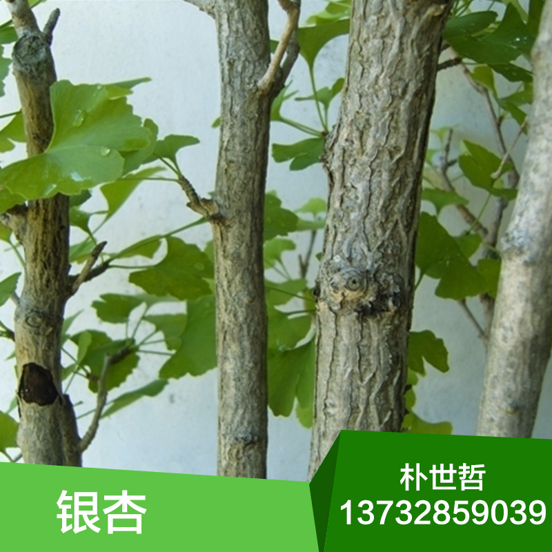 東北銀杏圖片/東北銀杏樣板圖 (3)