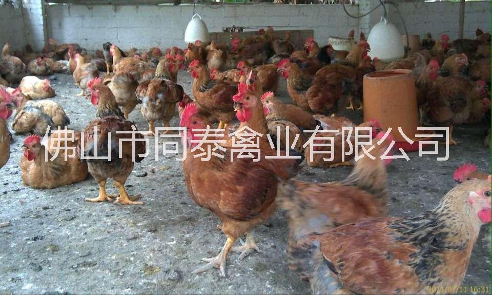 麻黄鸡苗图片