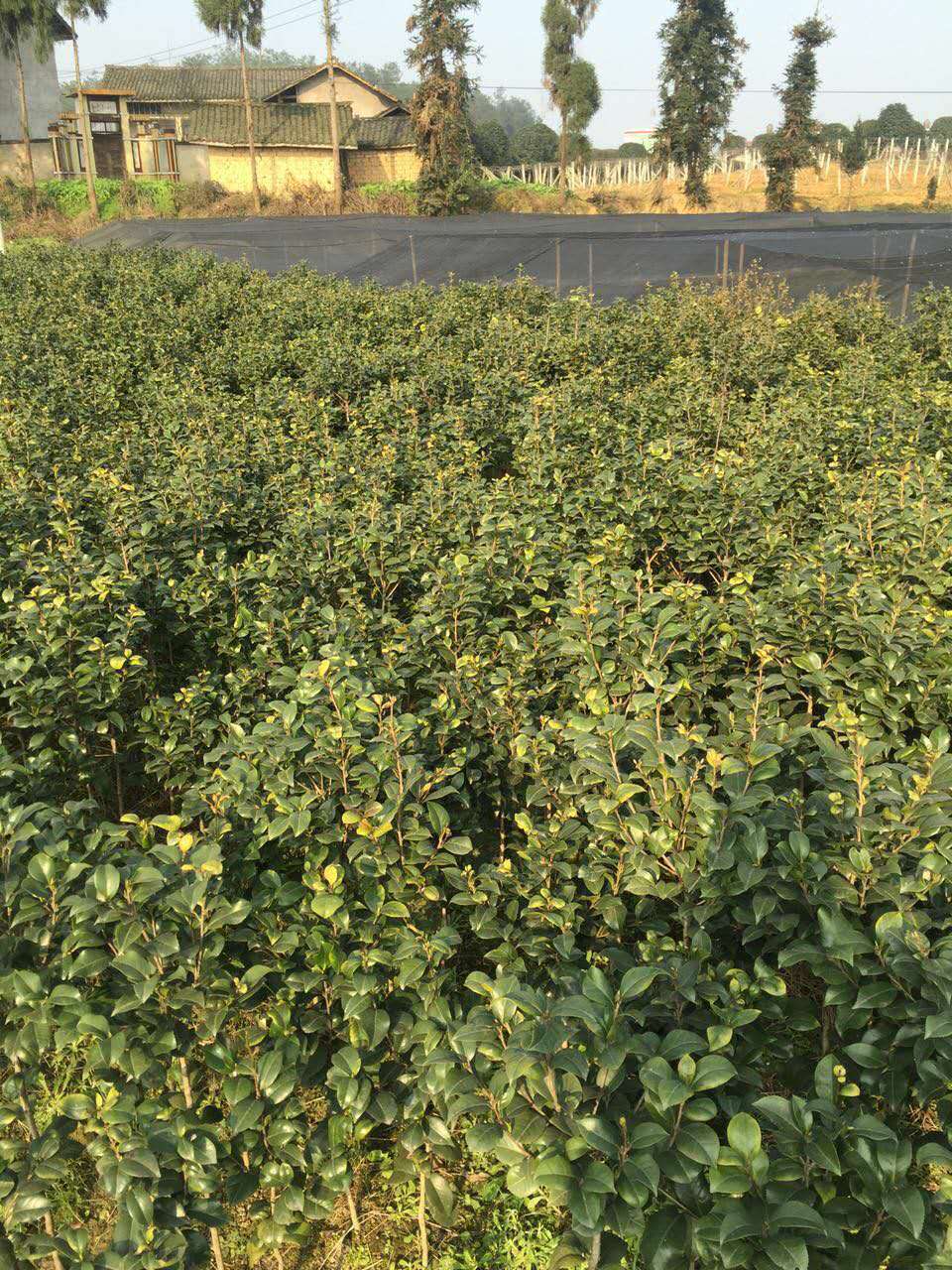 雅安市山茶花苗批发厂家供应用于种植的山茶花苗批发，四川哪里有优质的山茶花苗批发，山茶花苗批发价格