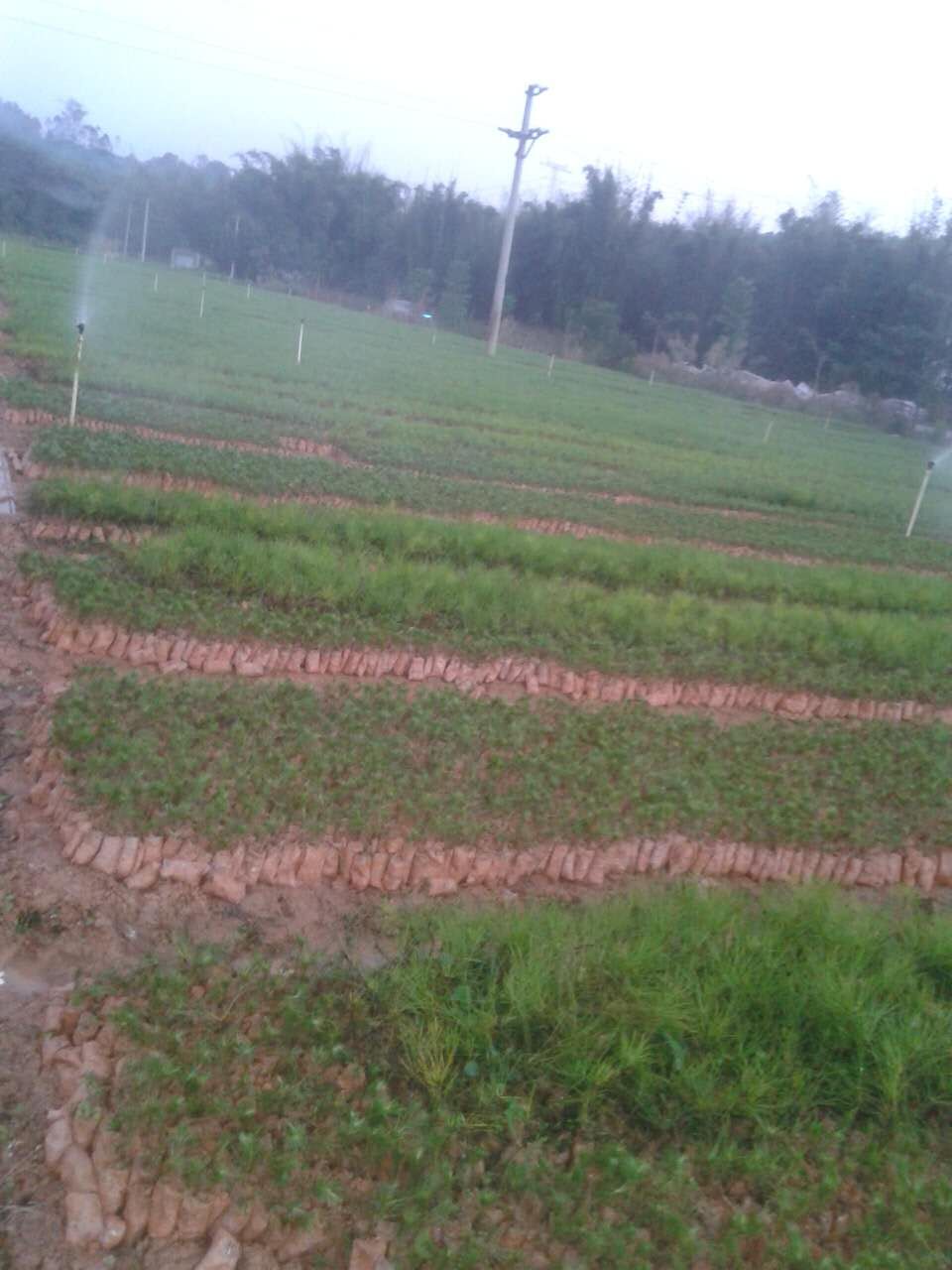 濕地松-廣東濕地松-松樹苗價(jià)格圖片/濕地松-廣東濕地松-松樹苗價(jià)格樣板圖 (4)