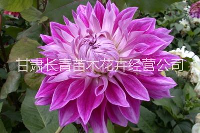 臨洮大麗花圖片/臨洮大麗花樣板圖 (2)
