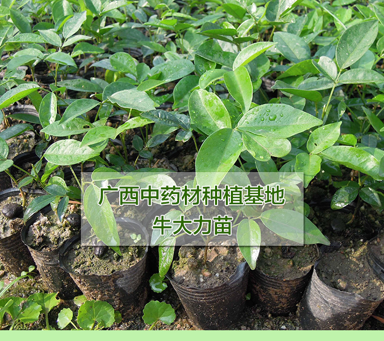供應(yīng)用于中藥材的廣西牛大力種苗批發(fā)  成活率高 品種齊全 質(zhì)優(yōu)價廉 全國發(fā)貨