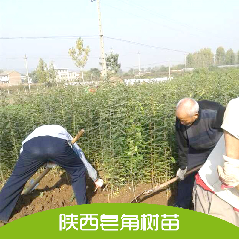 供應大皂角樹苗 皂角樹苗批發(fā)  皂角樹苗基地