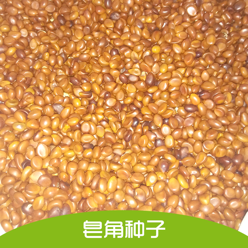 皂角圖片/皂角樣板圖 (1)