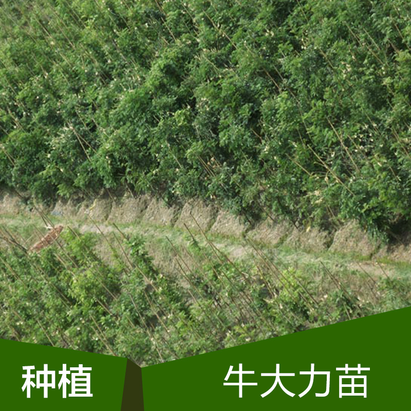 牛大力種苗圖片/牛大力種苗樣板圖 (2)