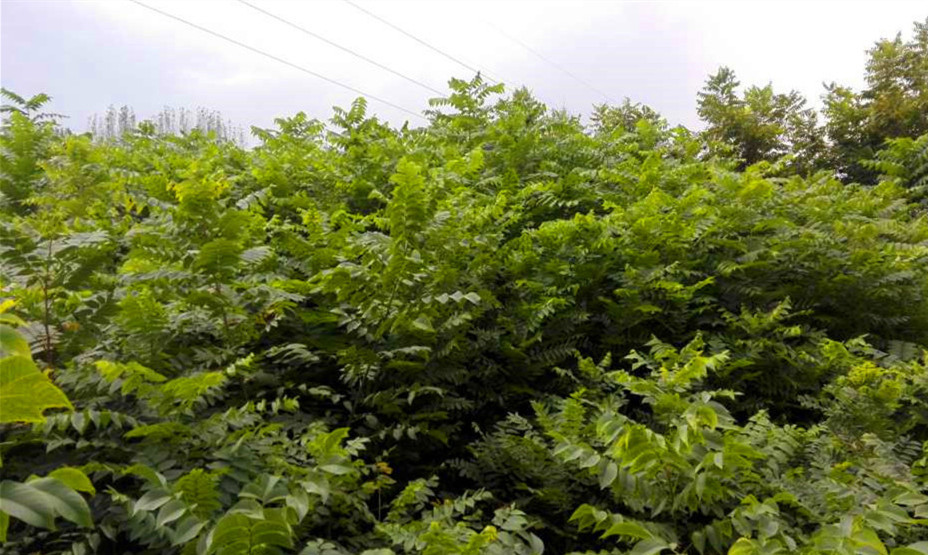 美國(guó)山核桃嫁接苗圖片/美國(guó)山核桃嫁接苗樣板圖 (2)