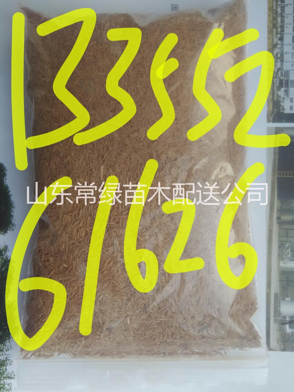 罗布麻种苗、种子山东常年大量供应图片