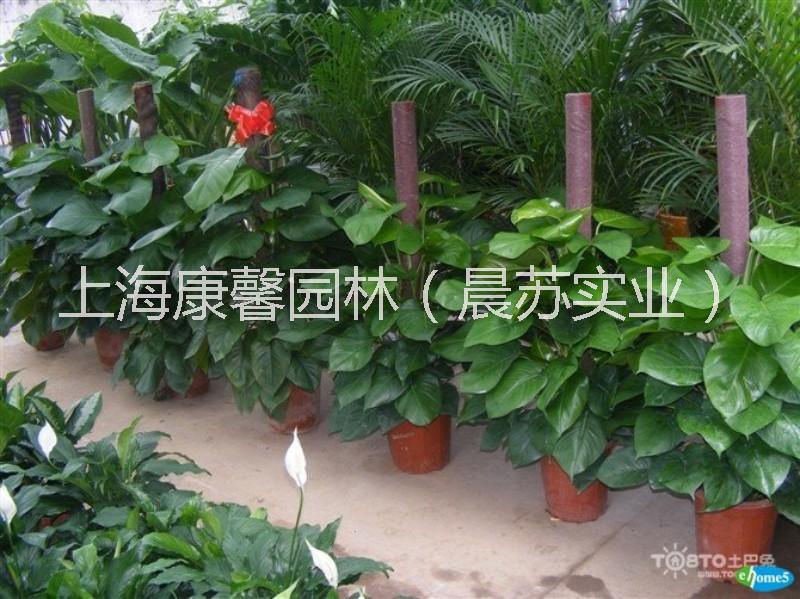 上海市南岸区厂房绿植植物租赁厂家南岸区厂房绿植植物租赁 南岸区植物租赁电话，南岸区绿植租赁电话