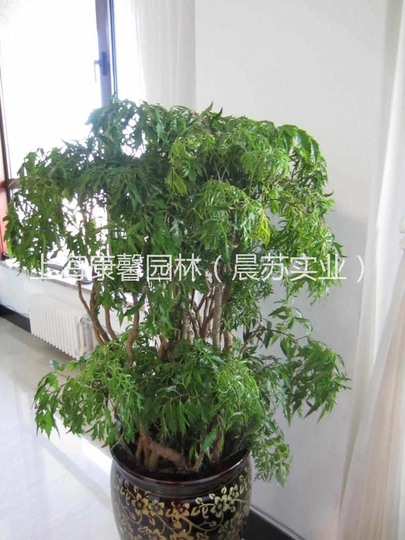 花卉租賃圖片/花卉租賃樣板圖 (4)