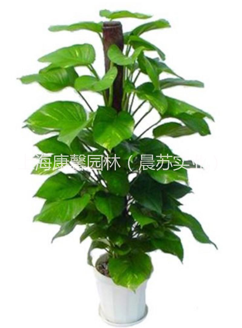 渝中區(qū)展會(huì)植物擺放租賃電話 渝中區(qū)展會(huì)綠植花卉租賃服務(wù)公司