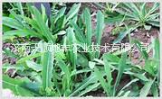 供應(yīng)苦菜種子