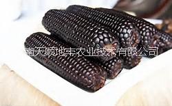 供應黑玉米種子