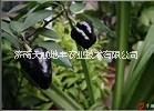 彩茄種子圖片/彩茄種子樣板圖 (1)