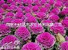 供應羽衣甘藍種子