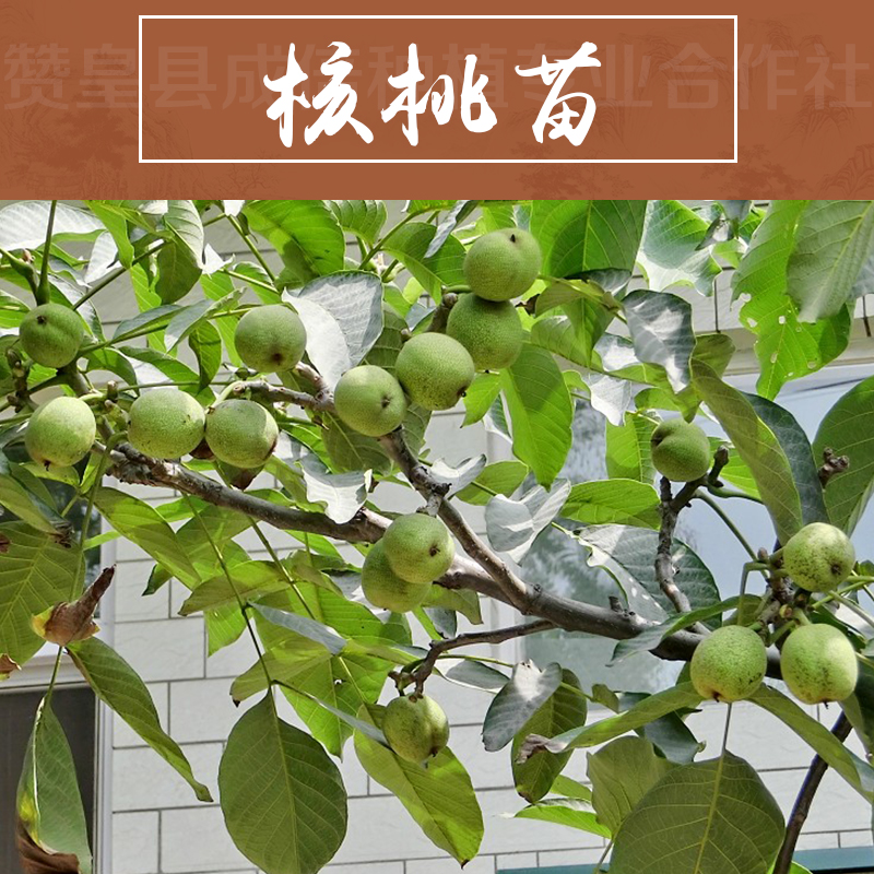 供應(yīng)優(yōu)質(zhì)核桃苗 薄殼核桃樹苗 果樹小苗批發(fā) 品種齊全