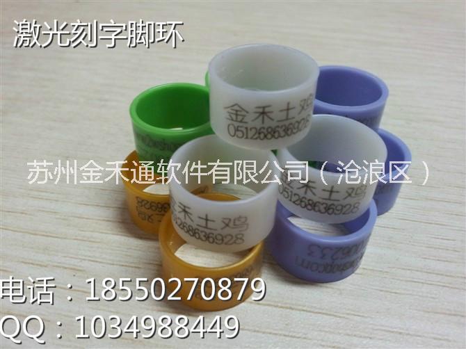 小雞腳環(huán)圖片/小雞腳環(huán)樣板圖 (4)