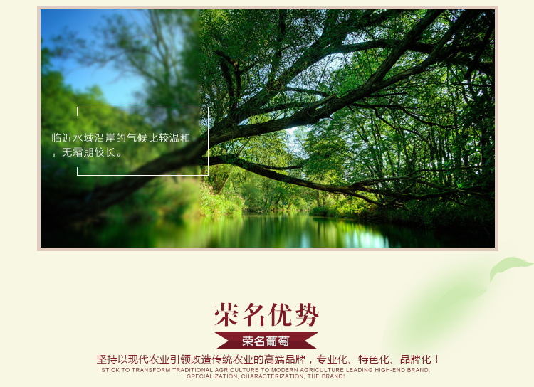 葡萄種植圖片/葡萄種植樣板圖 (4)