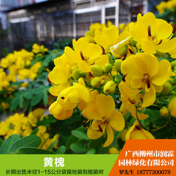 供應(yīng)廣西黃槐 各種規(guī)格的苗木 詳情電話聯(lián)系