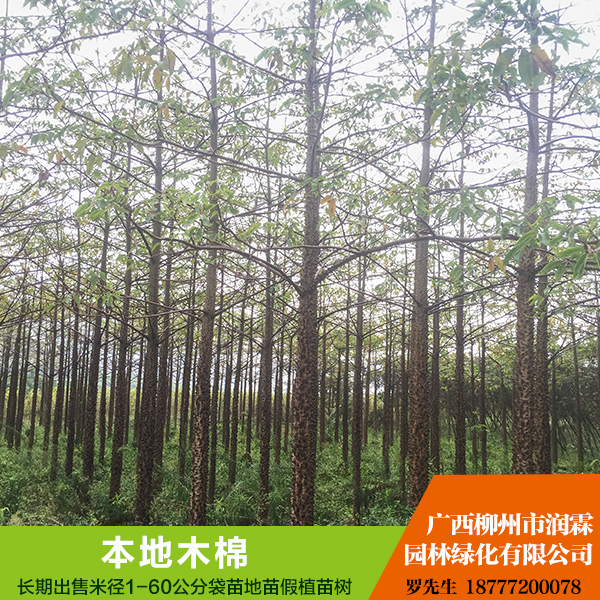 木棉圖片/木棉樣板圖 (3)