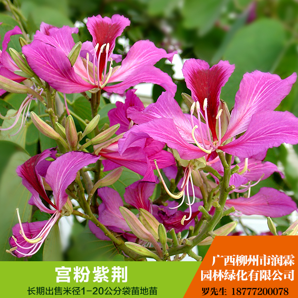 供應(yīng)廣西宮粉紫荊批發(fā)  本公司長(zhǎng)期大量供應(yīng) 5 — 12公分優(yōu)質(zhì)宮粉紫荊（袋苗）