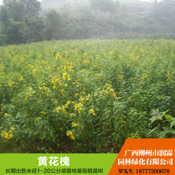 黃花槐圖片/黃花槐樣板圖 (1)