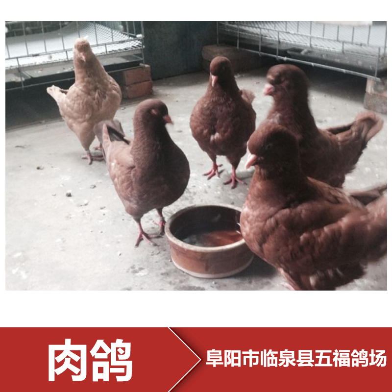 阜阳市肉鸽养殖成本厂家肉鸽养殖成本 肉鸽养殖成本需要多少钱 肉鸽养殖场 肉鸽养殖批发成本