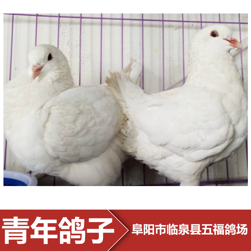 鴿養(yǎng)殖場圖片/鴿養(yǎng)殖場樣板圖 (4)