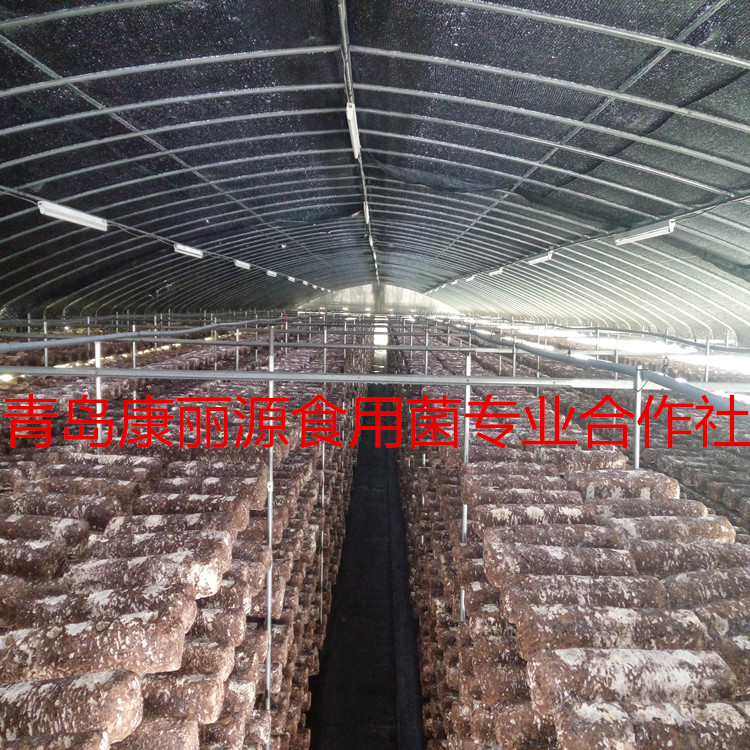 食用菌菌棒圖片/食用菌菌棒樣板圖 (4)