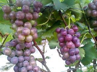 山東葡萄種植批發(fā)圖片