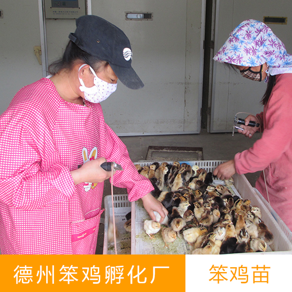 笨雞苗圖片/笨雞苗樣板圖 (3)