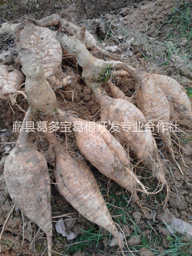 粉葛苗粉葛种苗菜用粉葛苗葛根苗药食两用细叶无渣葛根种苗一年葛根苗