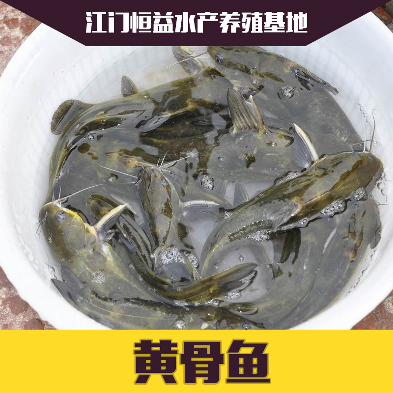 黃骨魚魚苗批發(fā)圖片/黃骨魚魚苗批發(fā)樣板圖 (3)