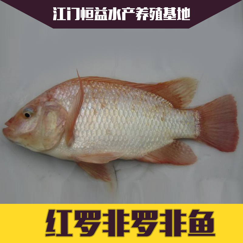 江門開平長期供應紅羅非價格圖片/江門開平長期供應紅羅非價格樣板圖 (1)