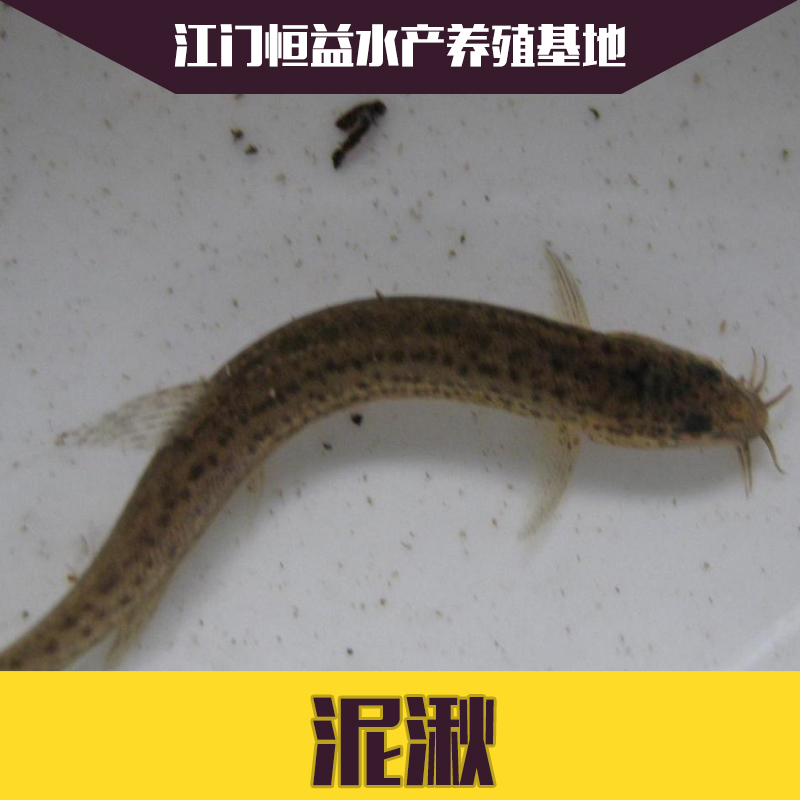 泥湫魚苗批發(fā)圖片/泥湫魚苗批發(fā)樣板圖 (2)