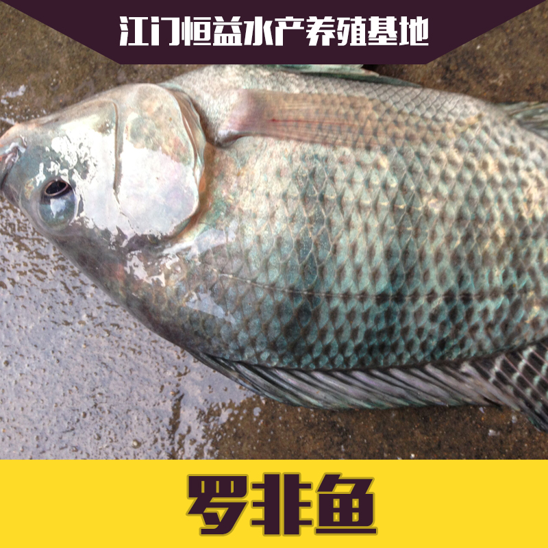 羅非魚苗圖片/羅非魚苗樣板圖 (4)