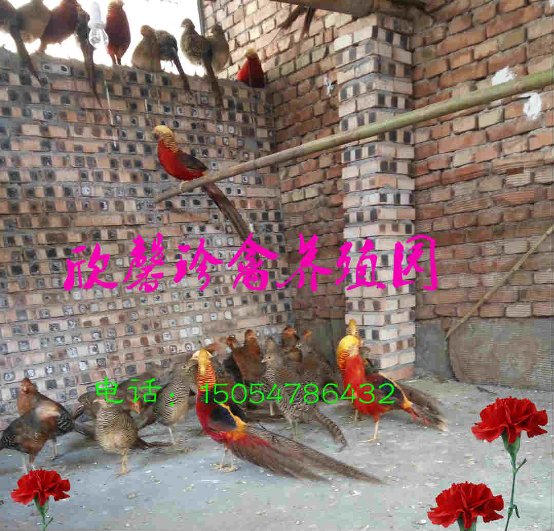 供應(yīng)紅腹錦雞的價(jià)格，紅腹錦雞小苗多少