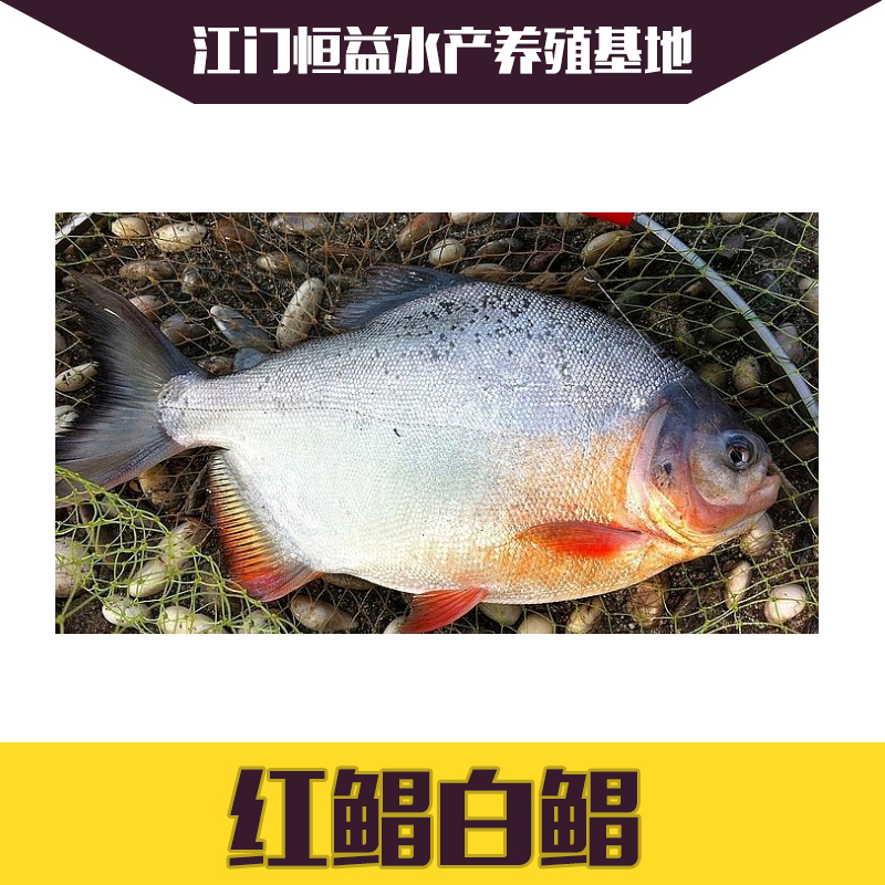 淡水白鯧圖片/淡水白鯧樣板圖 (3)