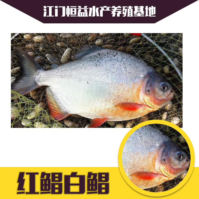 淡水白鯧圖片/淡水白鯧樣板圖 (4)