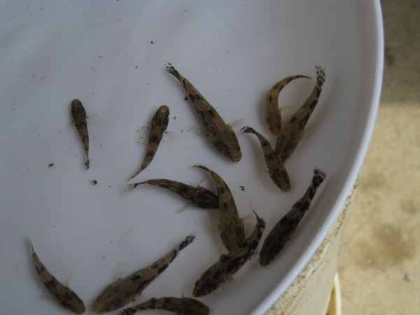 筍殼魚苗批發(fā)零售 大量供應(yīng)圖片/筍殼魚苗批發(fā)零售 大量供應(yīng)樣板圖 (2)